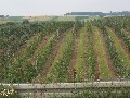 IMG_19.jpg